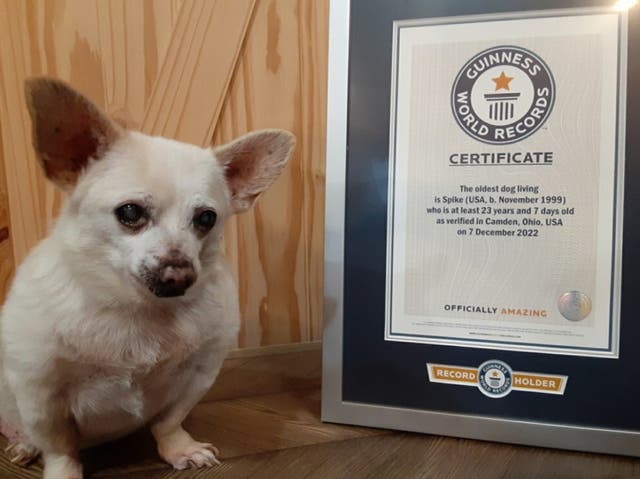 <p>Spike was named the world’s oldest dog by the  Guinness World Records </p>