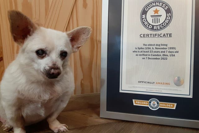 <p>Spike was named the world’s oldest dog by the  Guinness World Records </p>