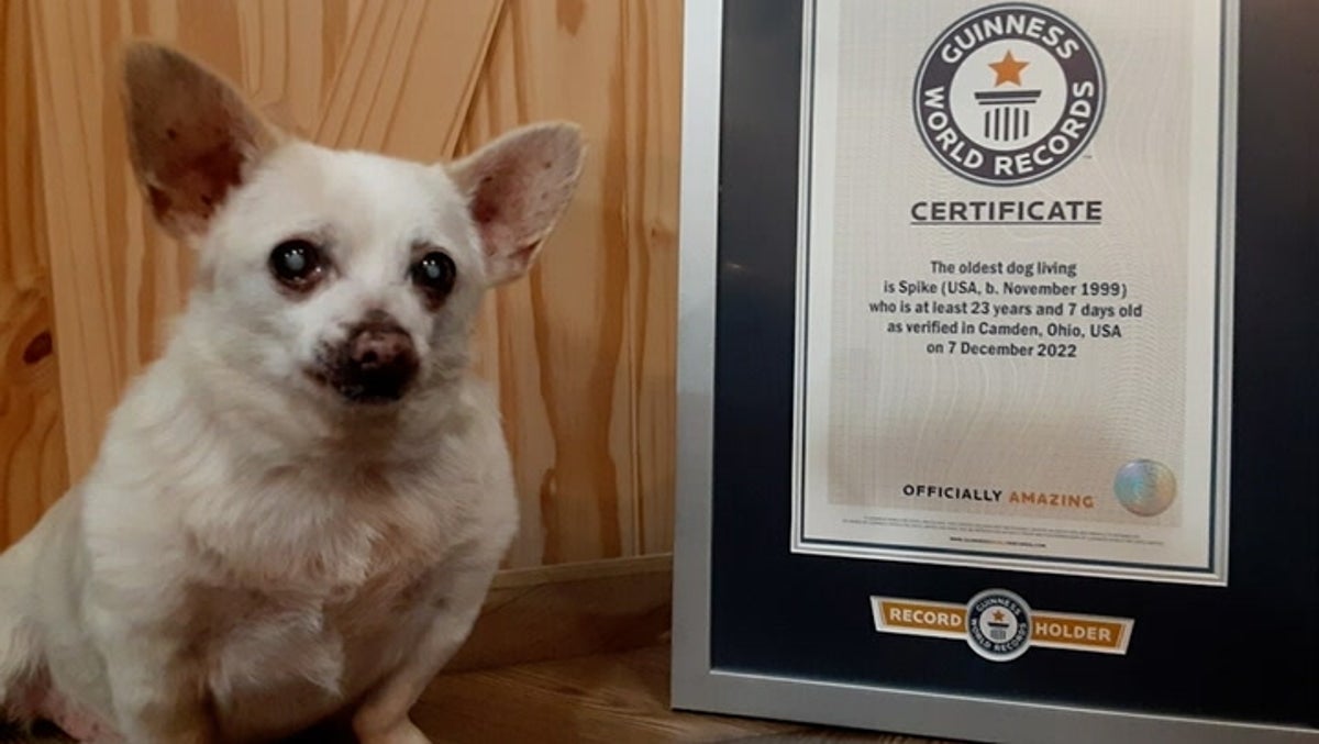 Chihuahua cross 'abandoned in 2009' named world's oldest living