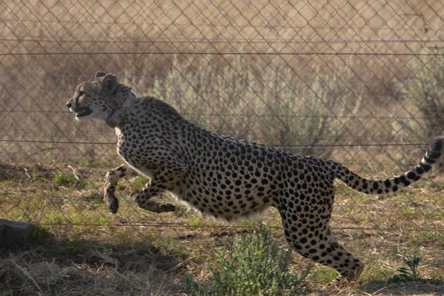 <p>File: A cheetah jumps inside a quarantine section before being relocated to India, at a reserve near Bella Bella, South Africa in September 2022 </p>