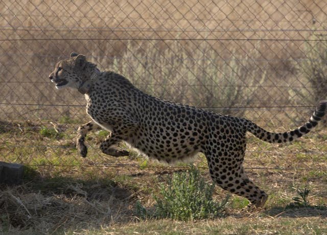 <p>A cheetah jumps inside a quarantine section before being relocated to India next month, at a reserve near Bella Bella, South Africa, Sunday, 4 September 2022</p>