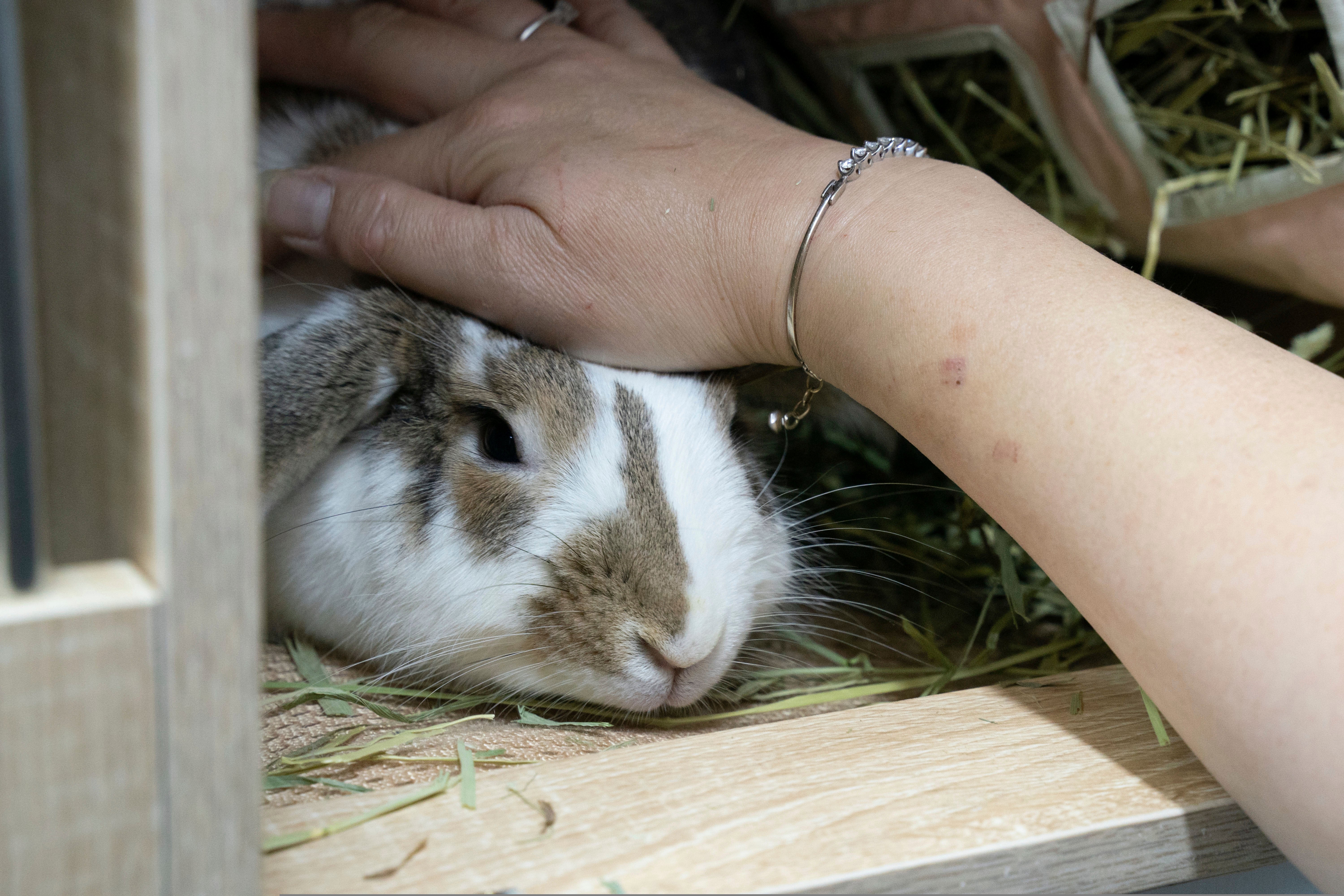 Hong Kong Rabbit Resort