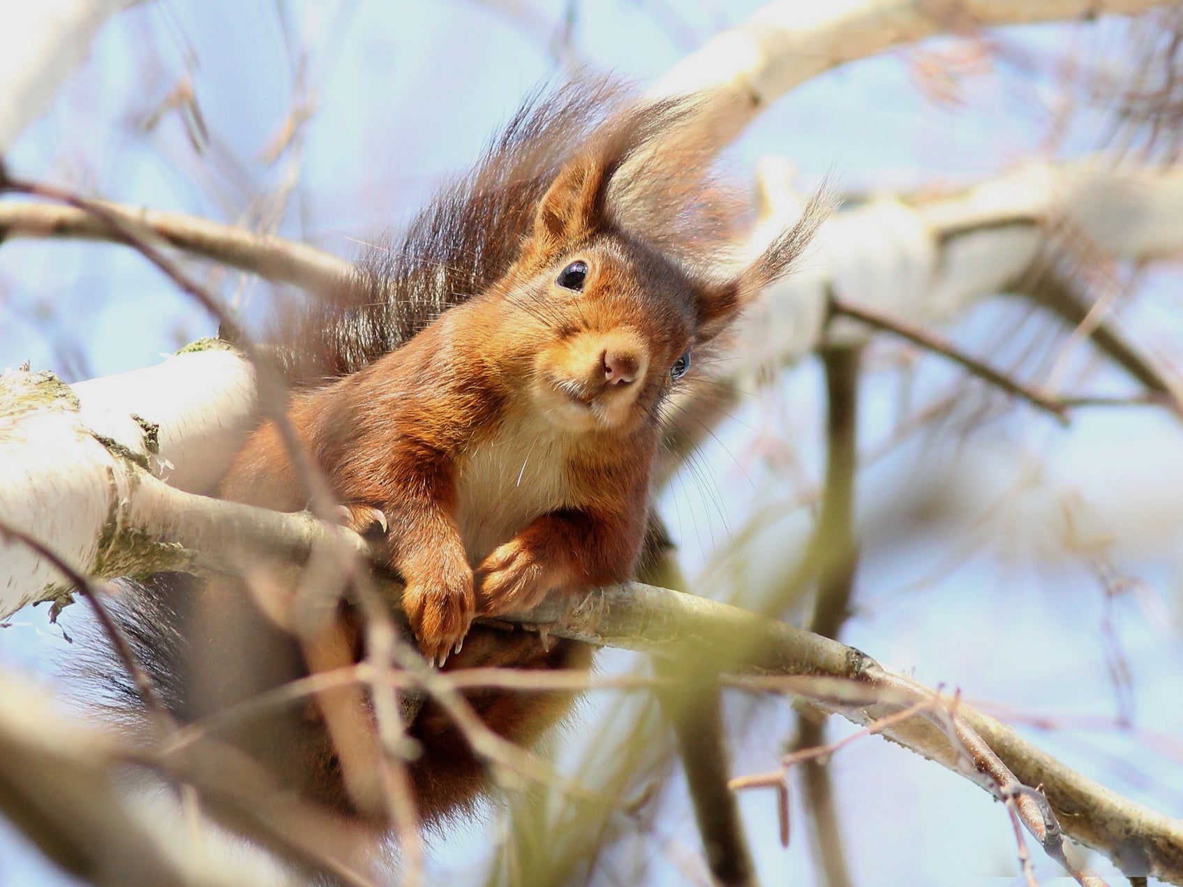 Red squirrels are at risk of dying out, say experts
