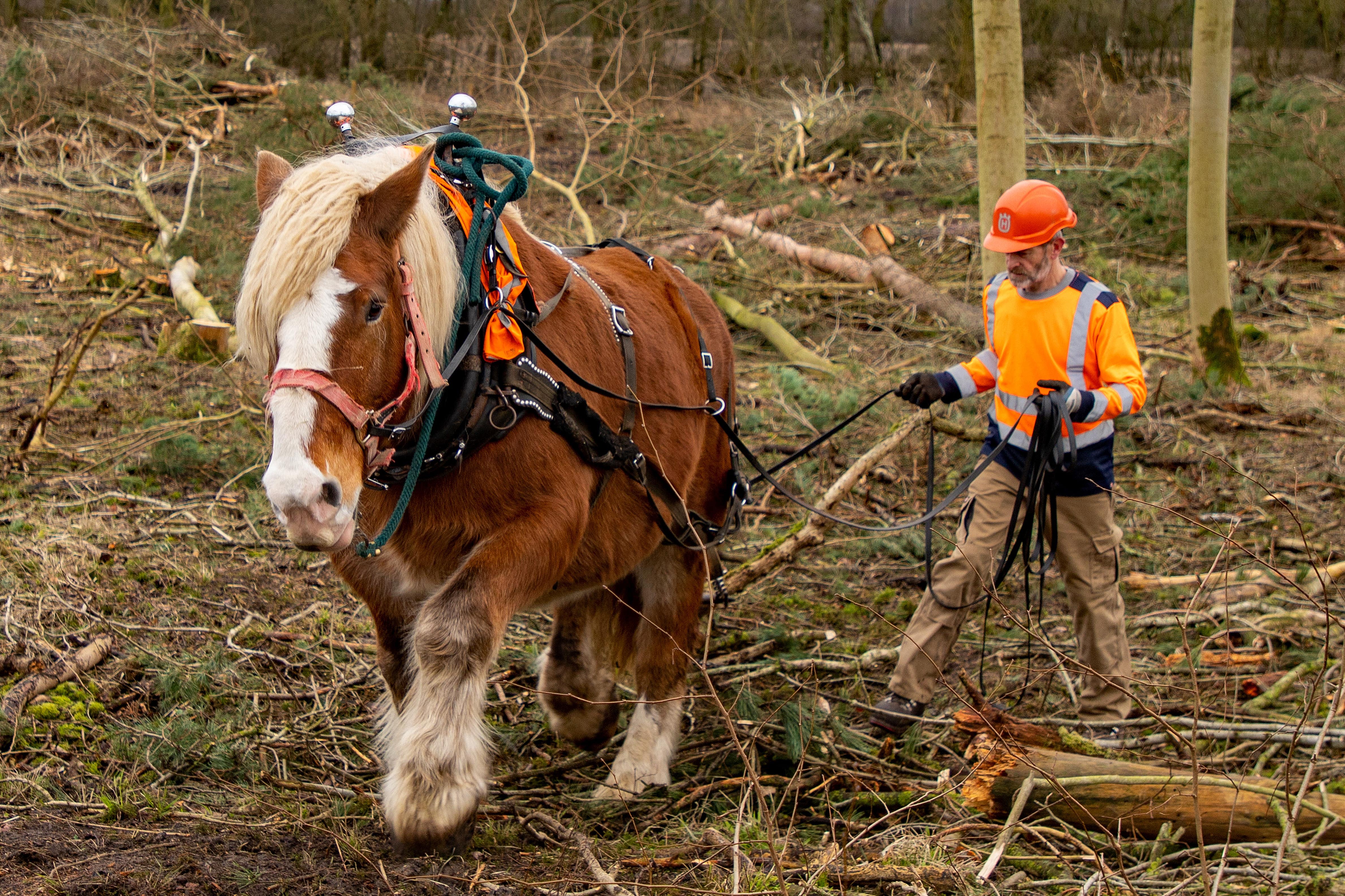 The Ardennes comtois cross horse pulls a log (National Trust Images/ Mike Selby/ PA)