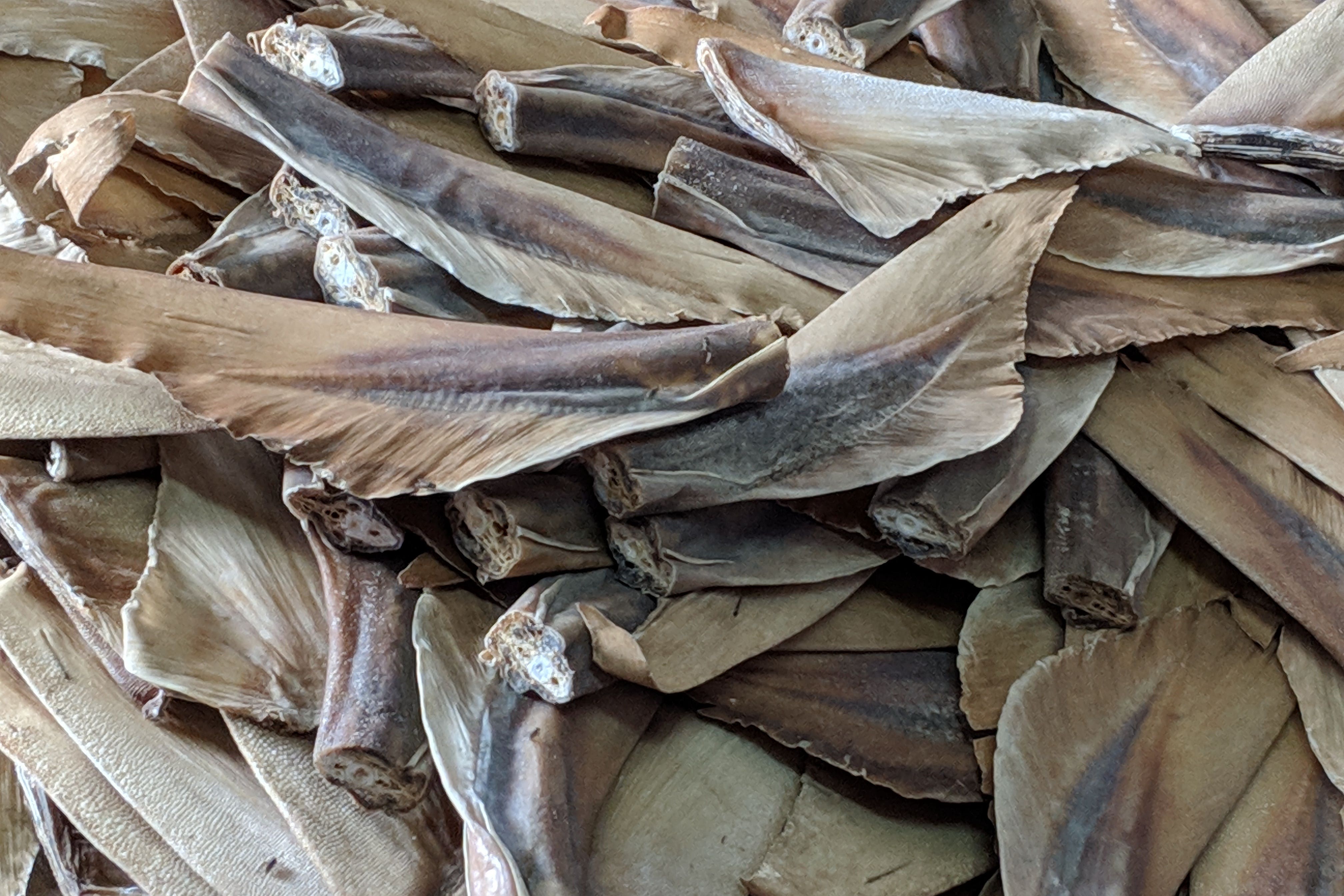 Detached shark fins found at an exporter facility in Indonesia in 2018, as part of an Illegal Wildlife Trade Challenge Fund project (Cefas/PA)