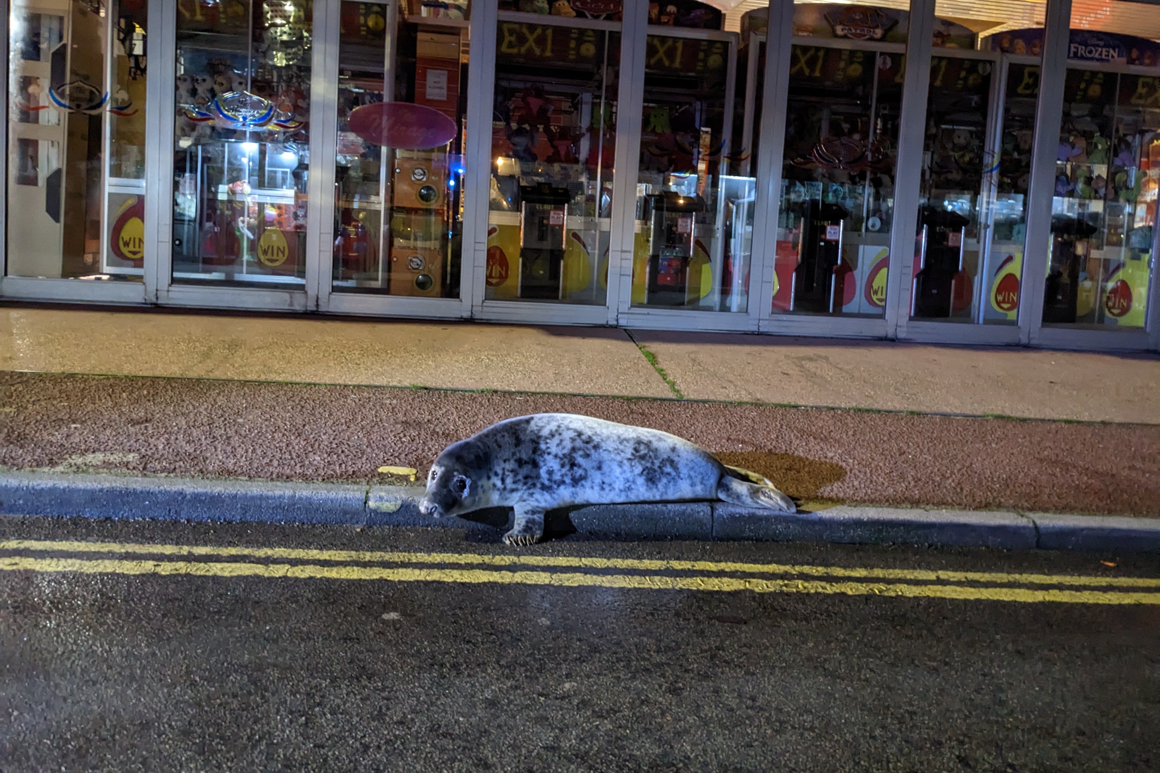 The pup was eventually found by rescuers outside an amusement arcade (Dan Goldsmith/Marine and Wildlife Rescue)