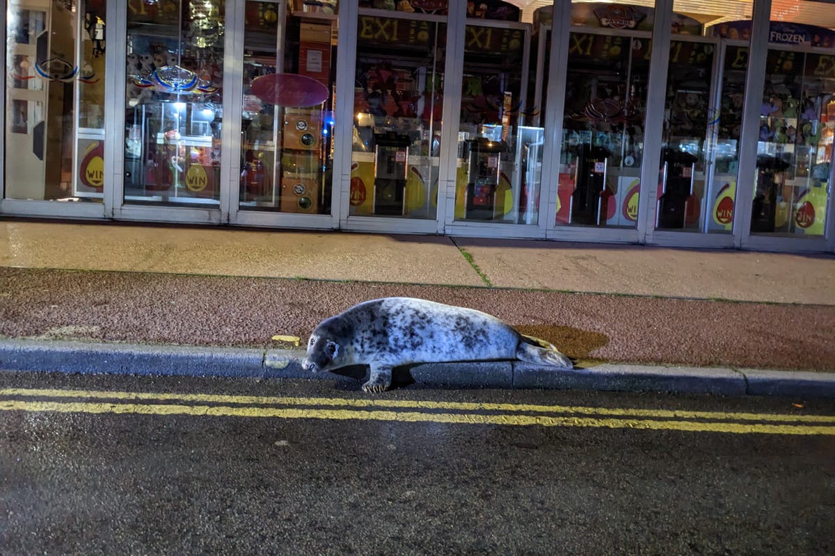 Friday night rescue for seal pup spotted outside Norfolk kebab shop