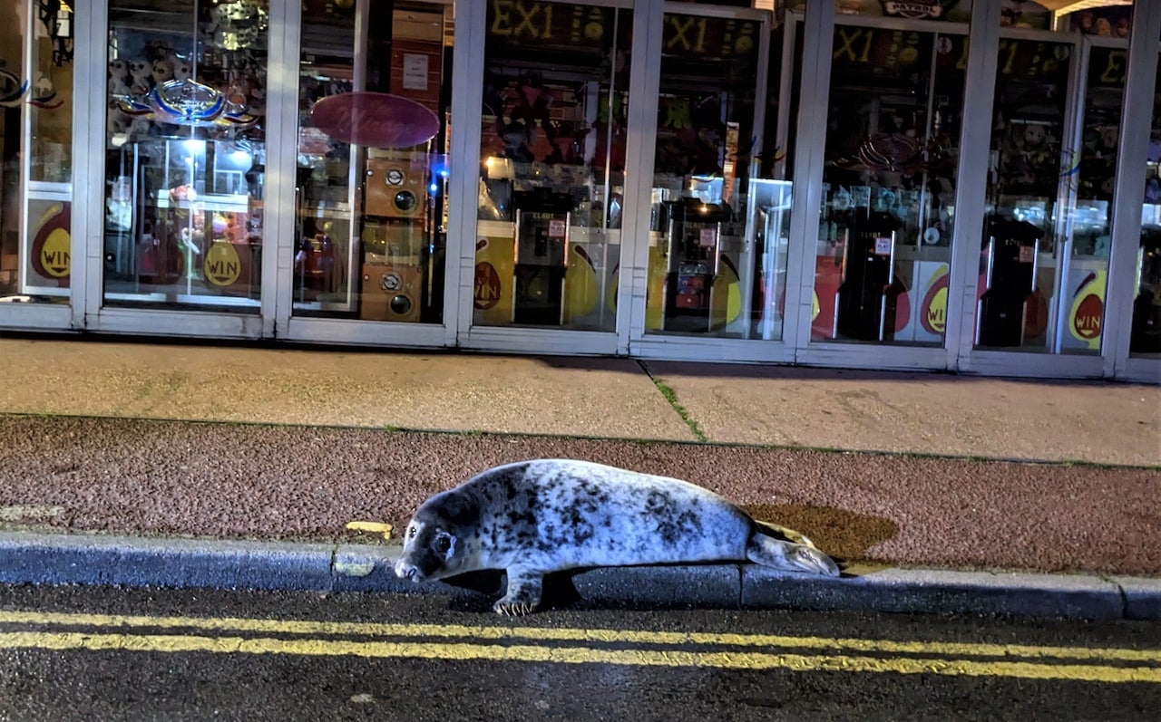 The seal was eventually rescued by local marine experts after being found outside an amusement arcade
