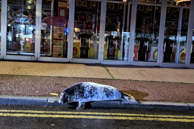 <p>The seal was eventually rescued by local marine experts after being found outside an amusement arcade</p>