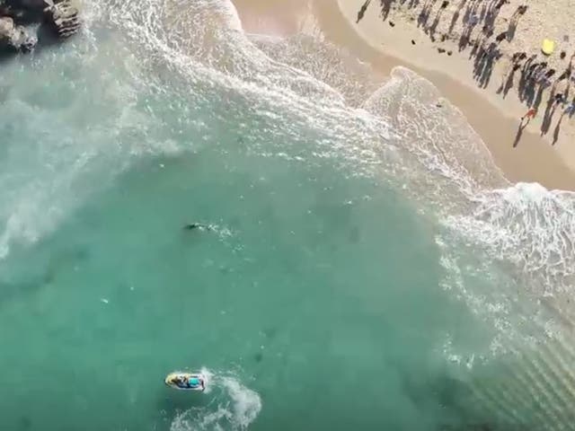 <p>People watch from the shore in Manly Beach as lifeguards monitor sharks</p>
