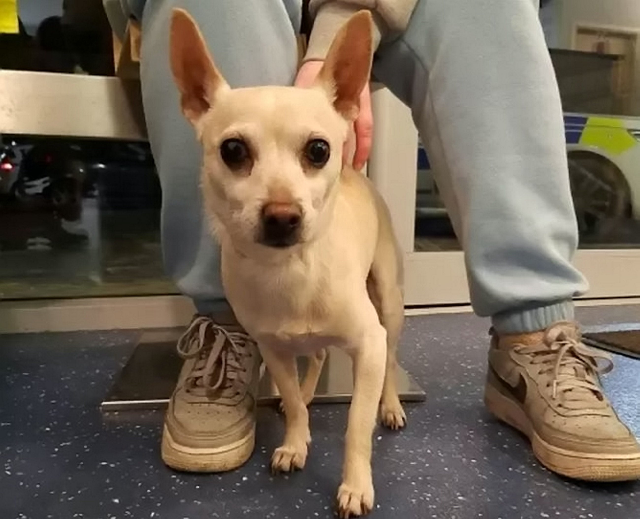 Chewy, the the chihuahua, was missing for seven years