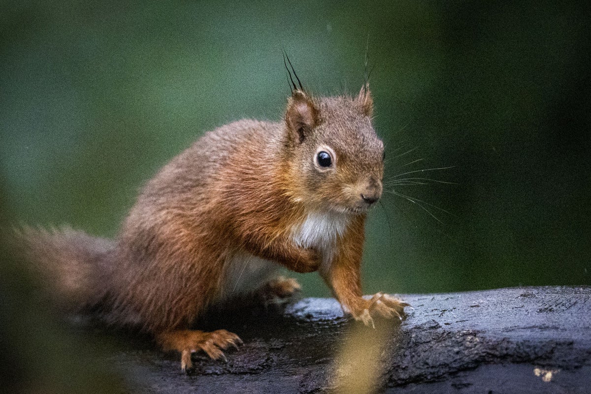 Red squirrels introduced at Co Down National Trust property
