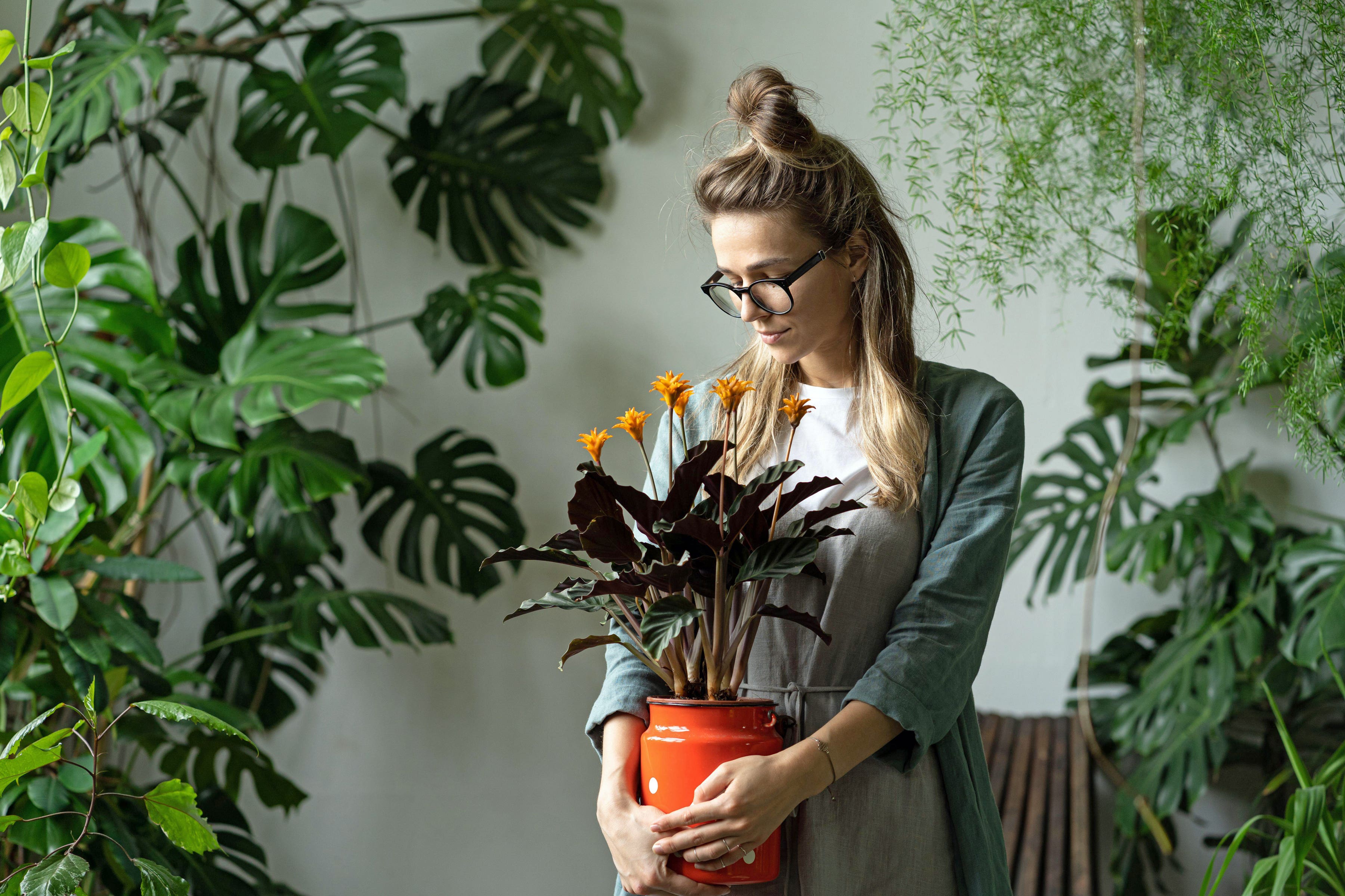 De bästa krukväxterna för att öka ditt välbefinnande | Den självständiga