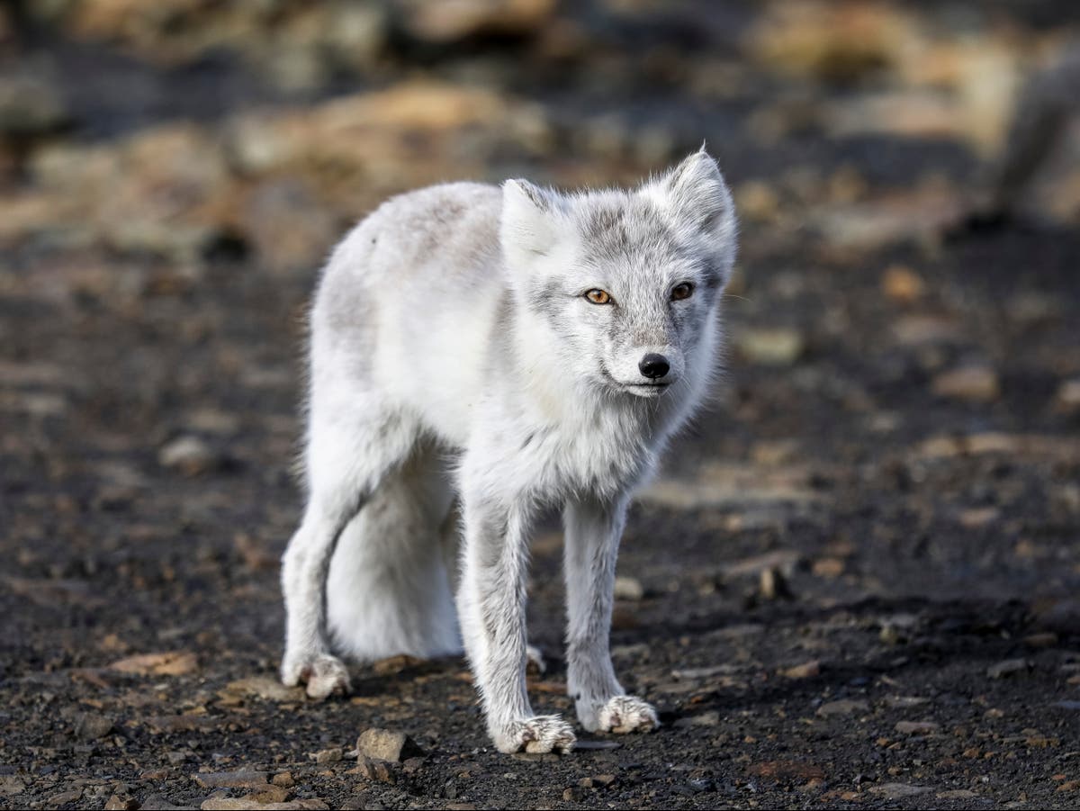 Viral image of arctic foxes with massively overgrown claws prompts backlash against China zoo