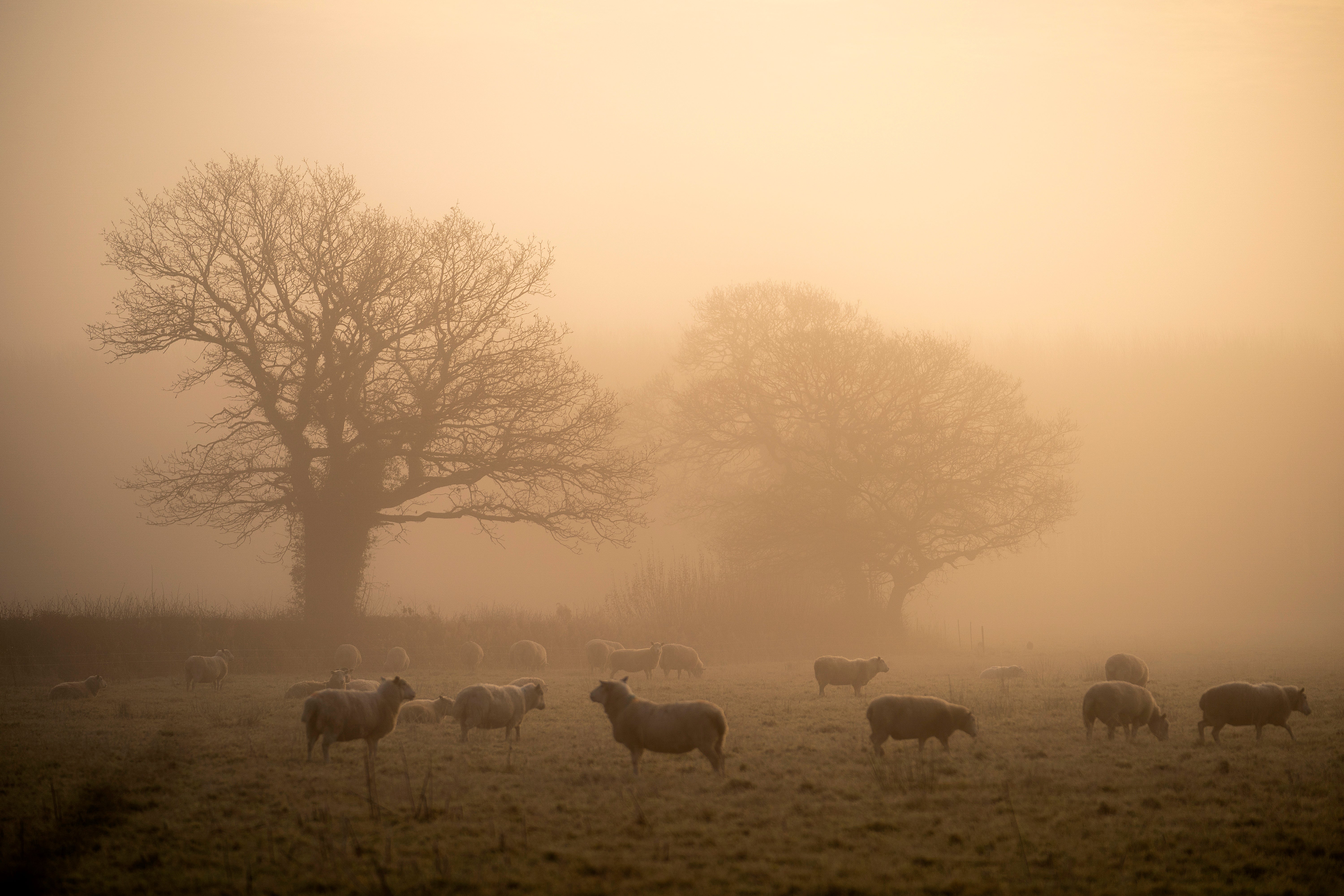 Freezing fog can form in the UK when temperatures are low