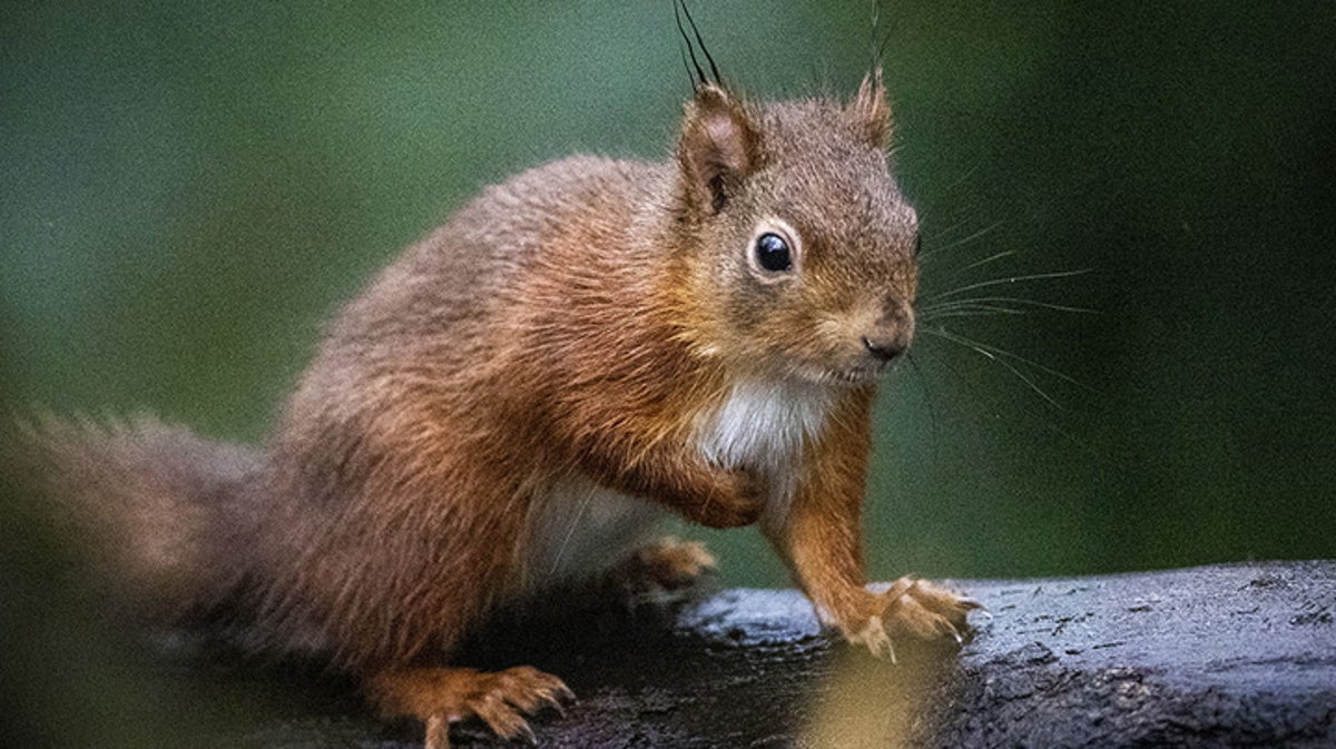 Red squirrels play in Northern Ireland’s Castle Ward estate after reintroduction effort