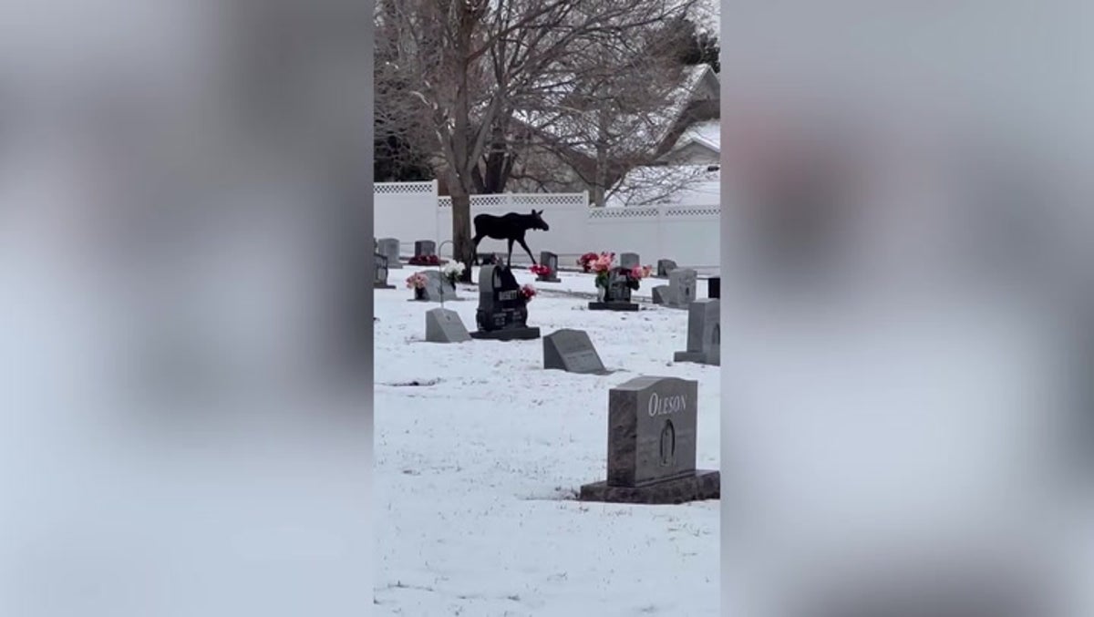 Loose moose filmed wandering through Utah cemetery