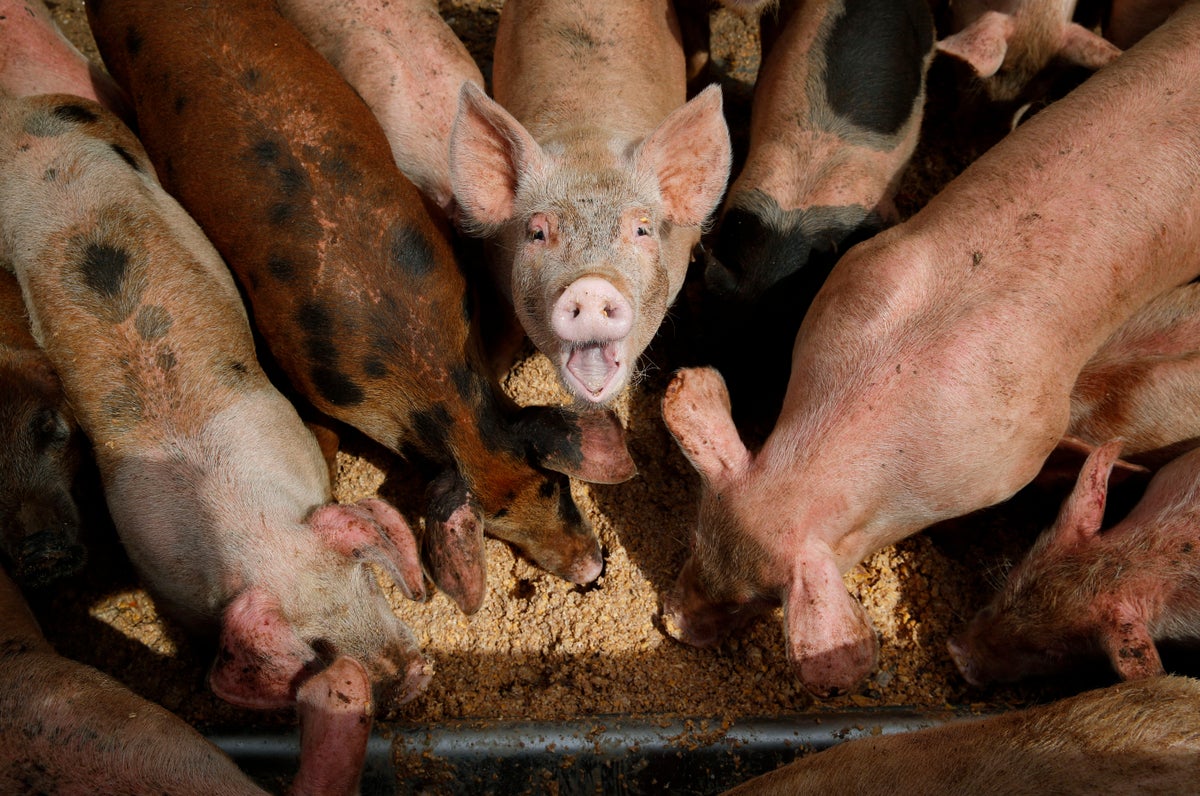 Two people contract swine flu after visiting pigs at fairs