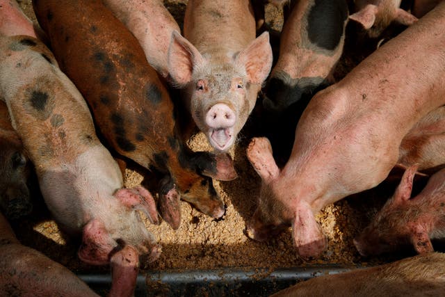 <p>The CDC recommends fair attendees wash their hands after visiting swine exhibits and avoid eating or drinking while visiting the pens </p>