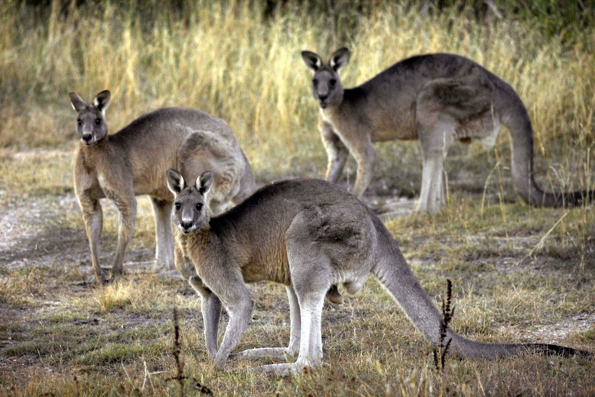 South Carolina police investigating man found dead in kangaroo enclosure on relative’s farm