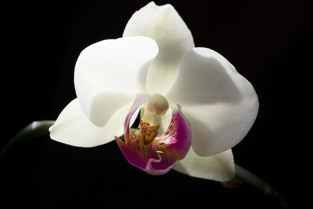 Is your orchid struggling? (Alamy/PA)