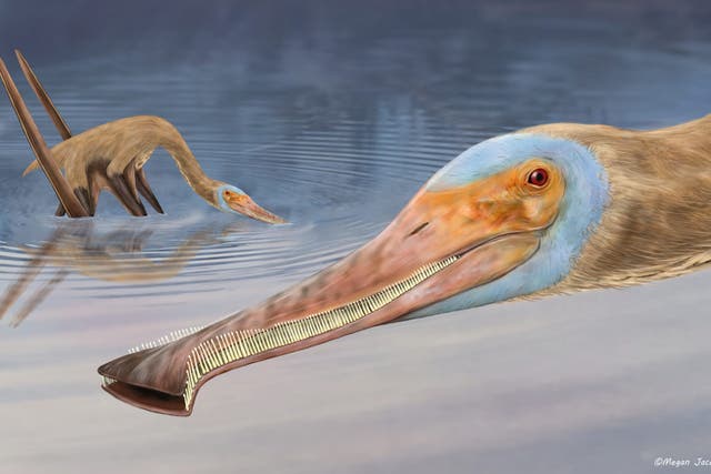 Artist’s impression of Balaenognathus maeuseri, a new dinosaur discovered in Germany (Megan Jacobs/PA)