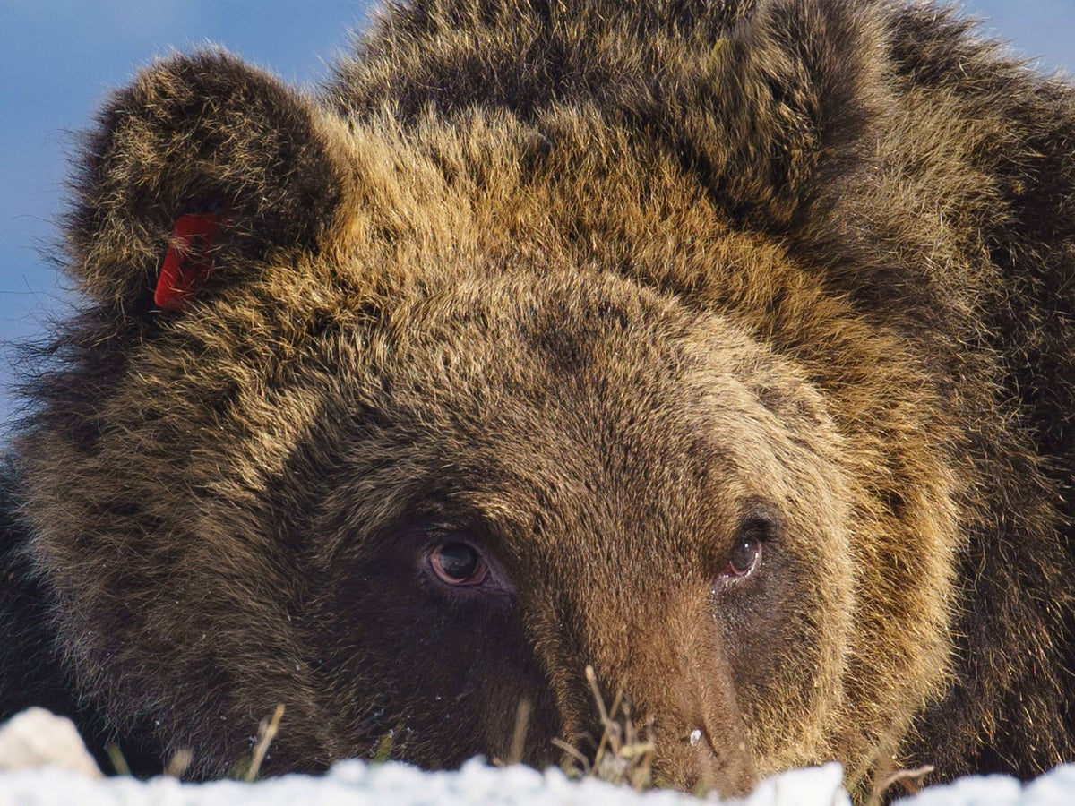 Fırın hırsızlığıyla ünlü İtalyan ayısı kazada öldü