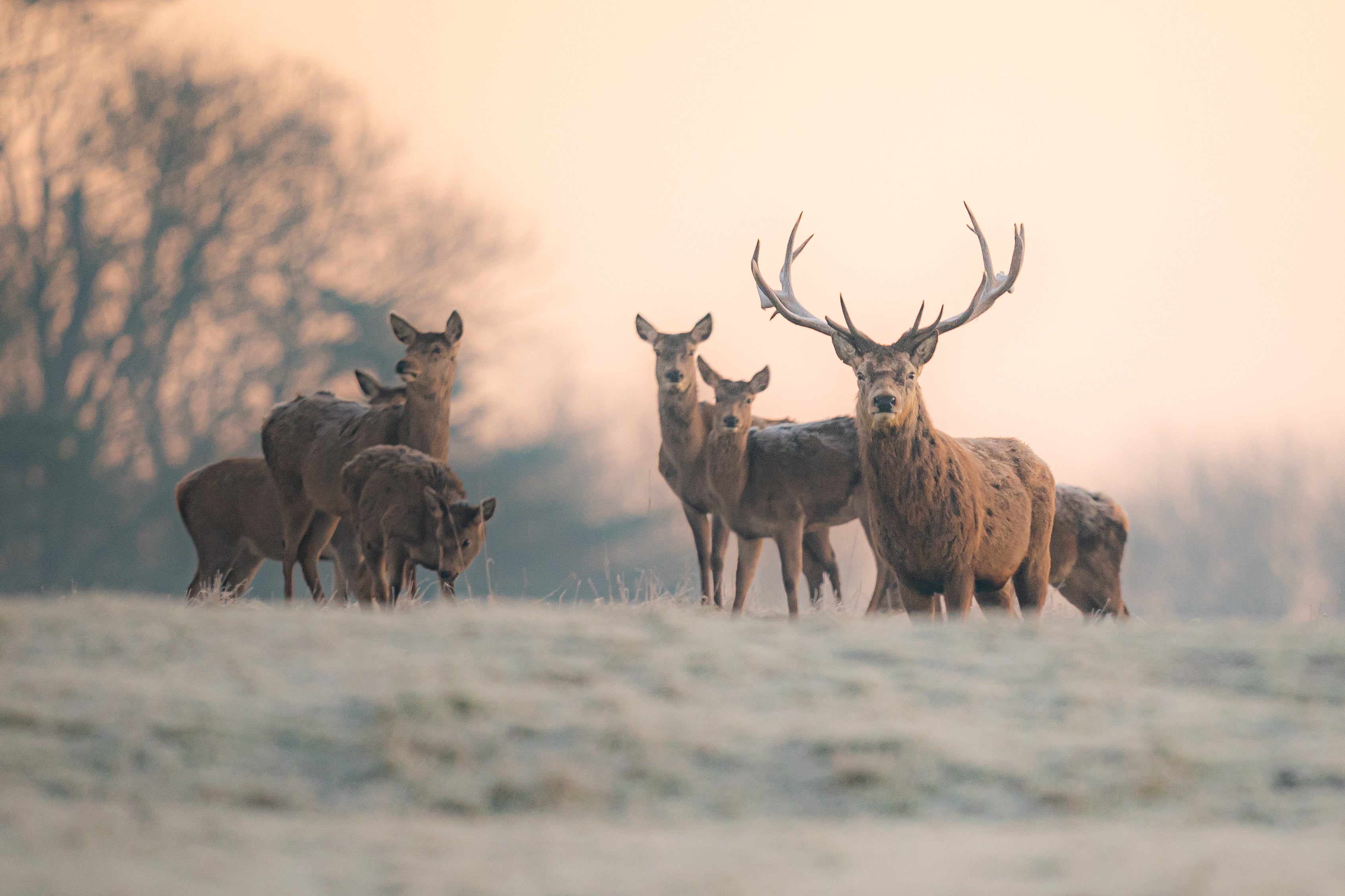 Cold mornings have brought frost across much of the UK