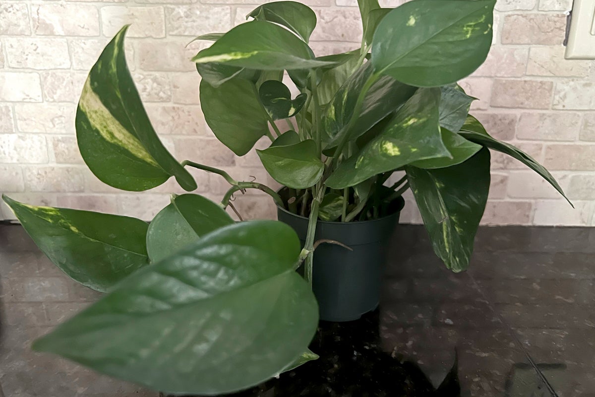 buy monstera deliciosa nz Monstera Deliciosa Indoor Plant - Mother's Day Gift NZ