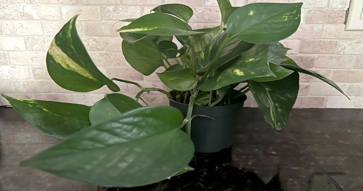 The houseplants you shouldn't keep if you have children | The Independent