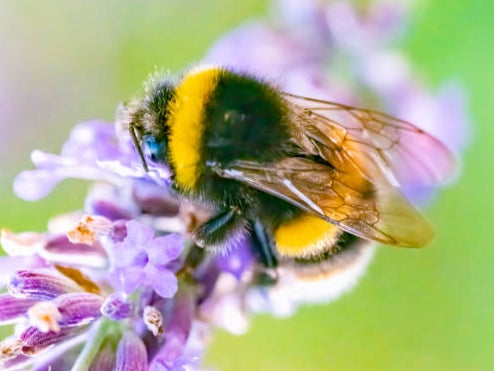 One teaspoon of thiamethoxam could kill over a billion bees, says expert