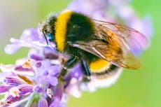 Ministers allow banned bee-killing pesticide to be used for third year running