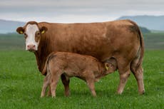 Farmer killed brother with digger as he tried to protect him from aggressive cow