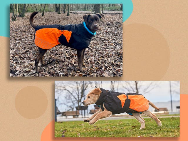 <p>We’ve hiked up mountains, stomped through rainstorms and run 10ks with our pooch kitted out in this jacket</p>