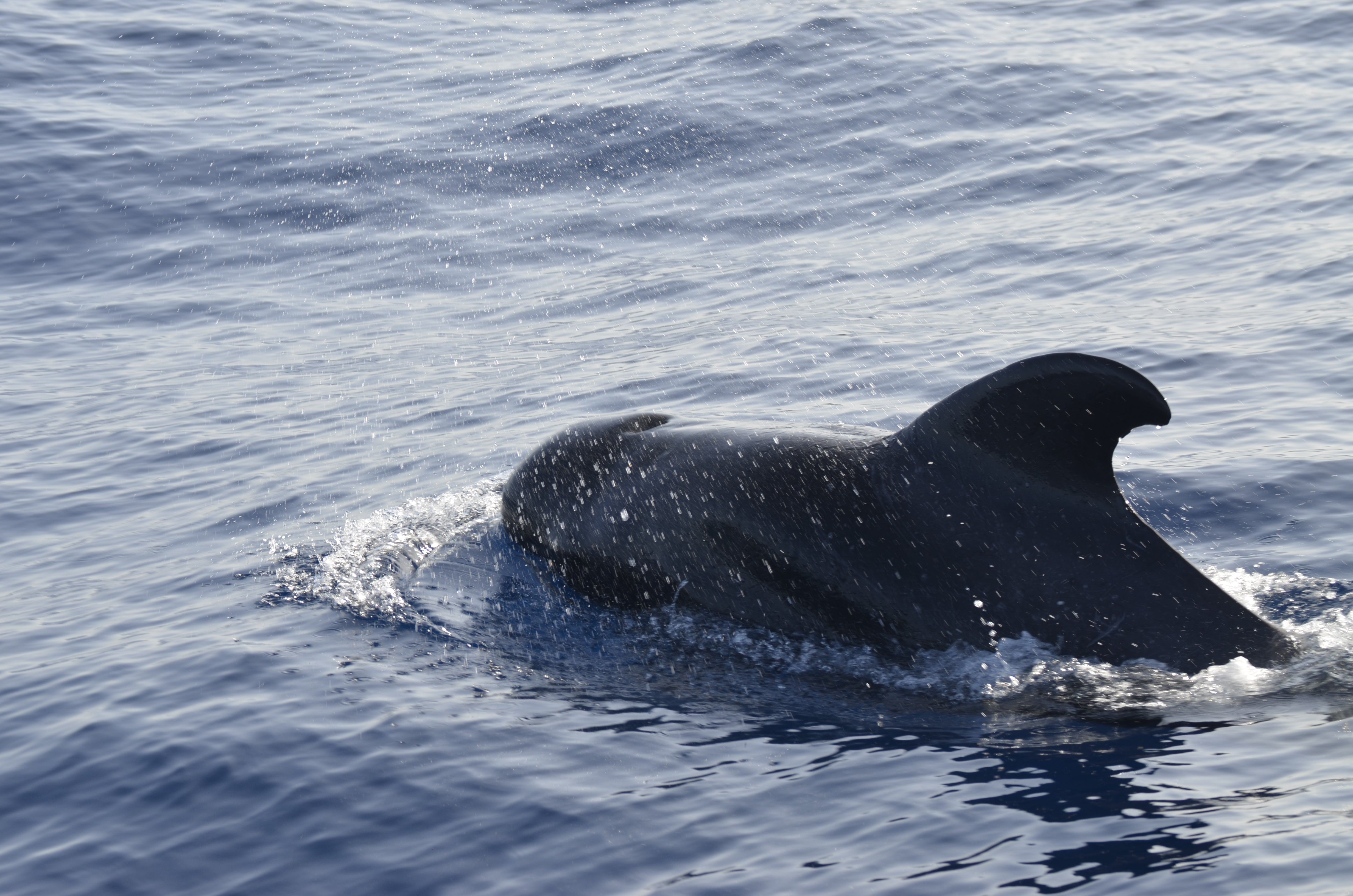 Short-finned pilot whales are rarely found this far north