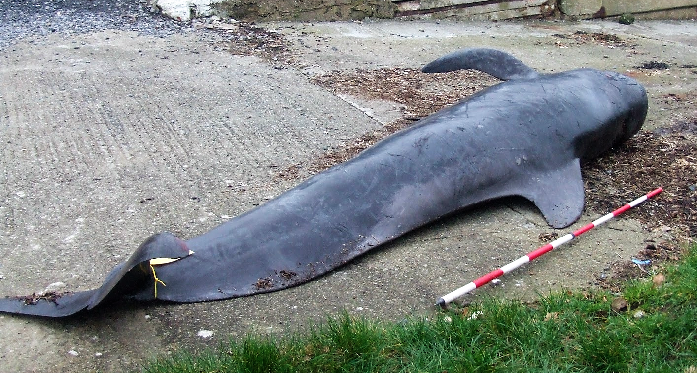 The whale stranded at Hazelbeach near Neyland in March 2012