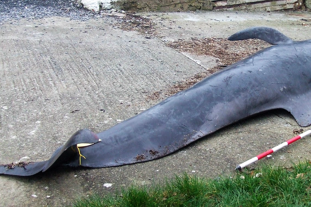 <p>The whale stranded at Hazelbeach near Neyland in March 2012</p>