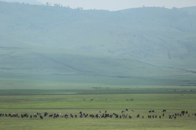 Climate Tanzania Maasai Livestock
