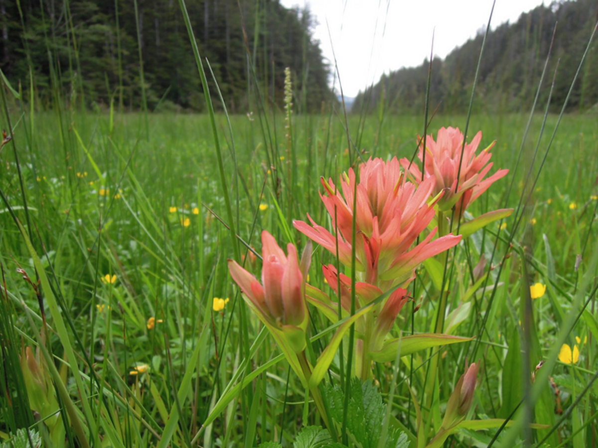 How dead salmon makes flowers more beautiful