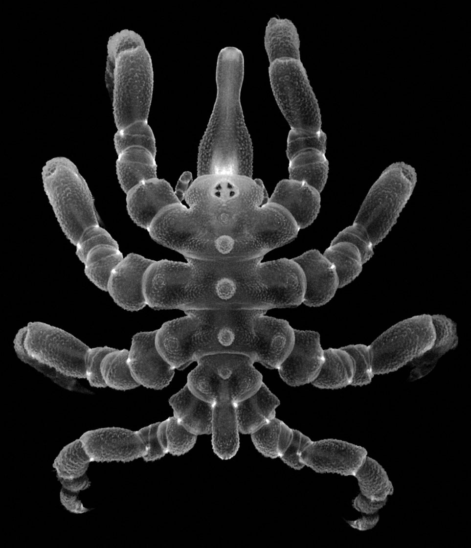A fully regenerated adult male of sea spider