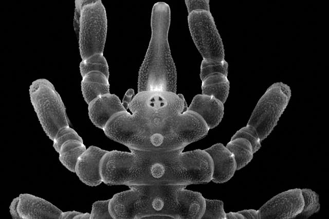 <p>A fully regenerated adult male of sea spider</p>
