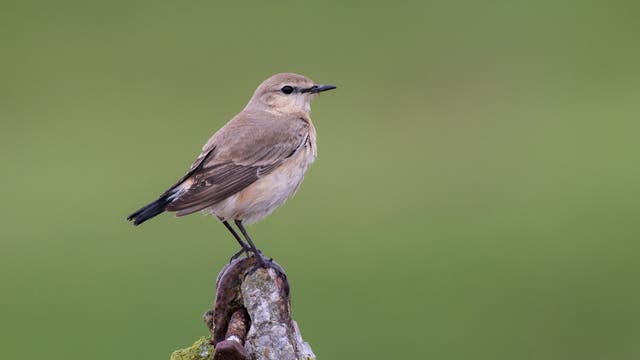 <p> The isabelline wheatear was spotted in Colyford Common, part of Seaton Wetlands in Devon</p>