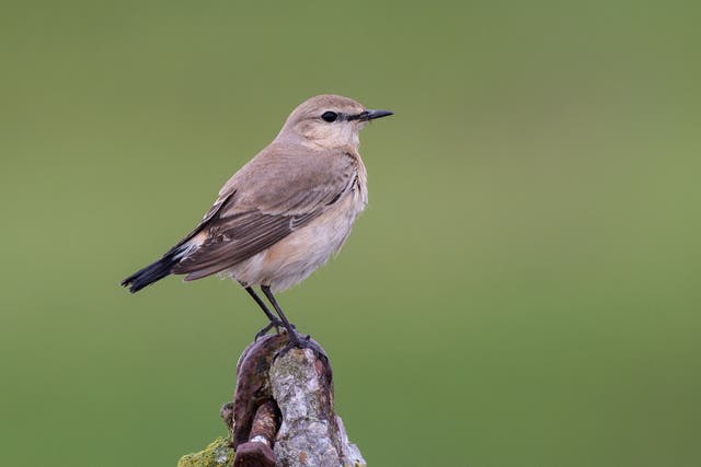 <p> The isabelline wheatear was spotted in Colyford Common, part of Seaton Wetlands in Devon</p>
