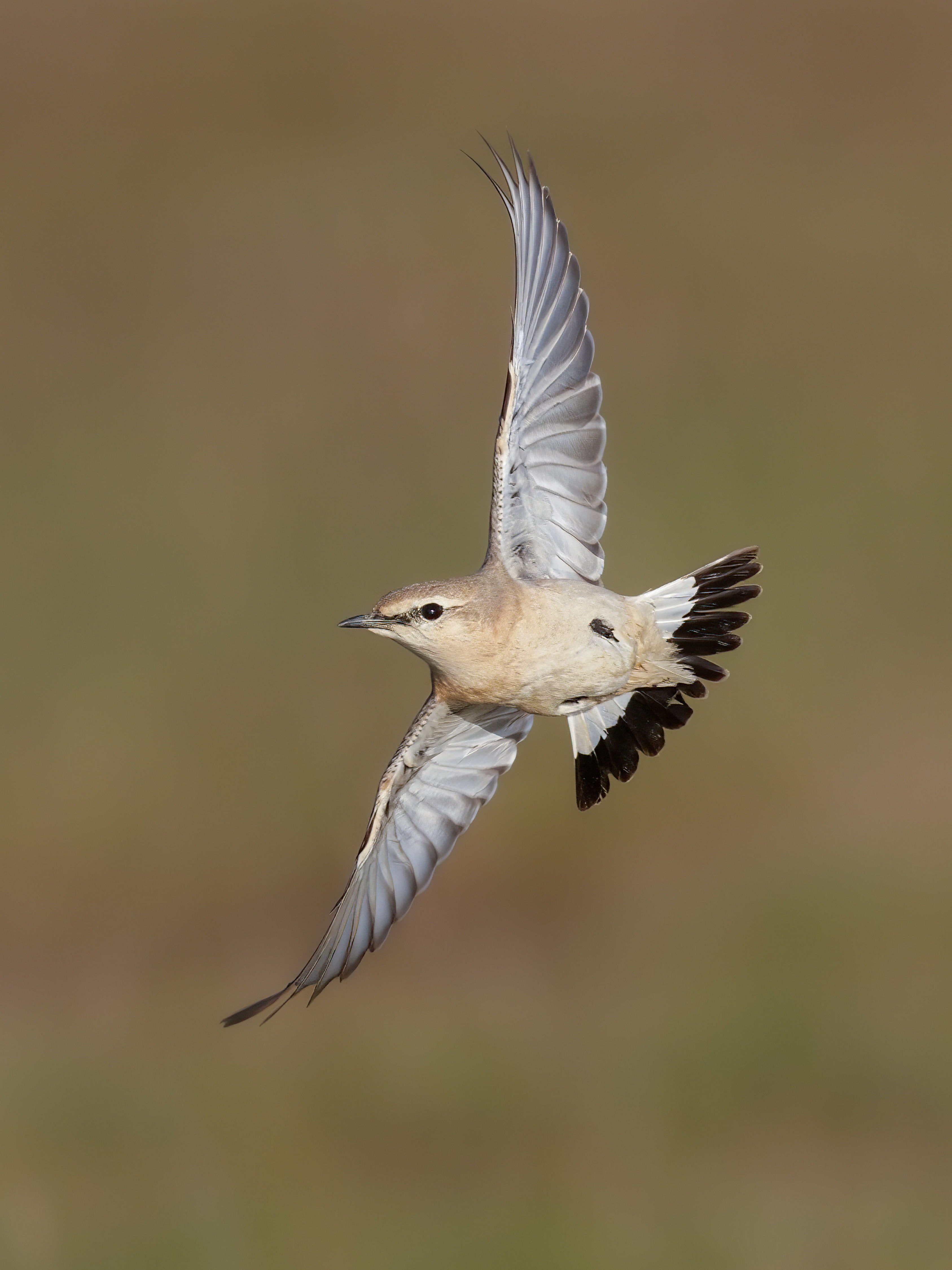 A rare bird normally found in the Gobi Desert and only seen ONCE in Britain before has returned for a second time