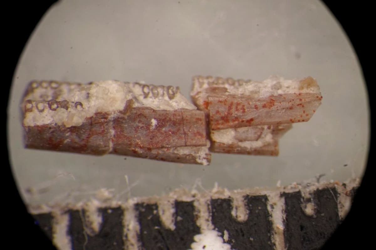 Cacing pertama di dunia, berumur 220 juta tahun, ditemukan di Arizona