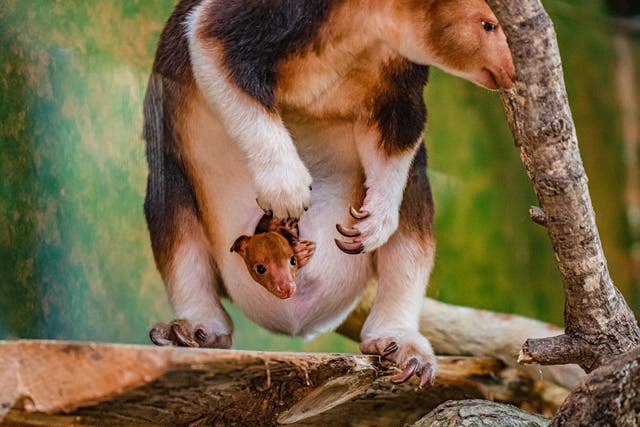 The joey was born in July to mother Kitawa and father Kayjo (Chester Zoo/PA)