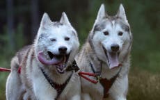 Montana woman given temporary hunting ban after skinning ‘wolf’ which turned out to be domesticated husky