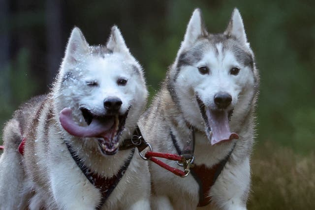 <p>A pair of huskies in Feshiebridge, Scotland </p>
