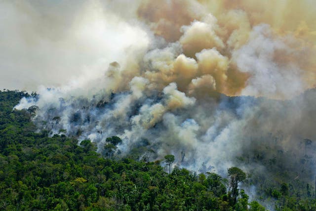 <p>A wildfire in the Amazon rainforest reserve, south of Novo Progresso in Para state, Brazil</p>