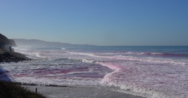 <p>Pink waves rolling into shore in San Diego</p>